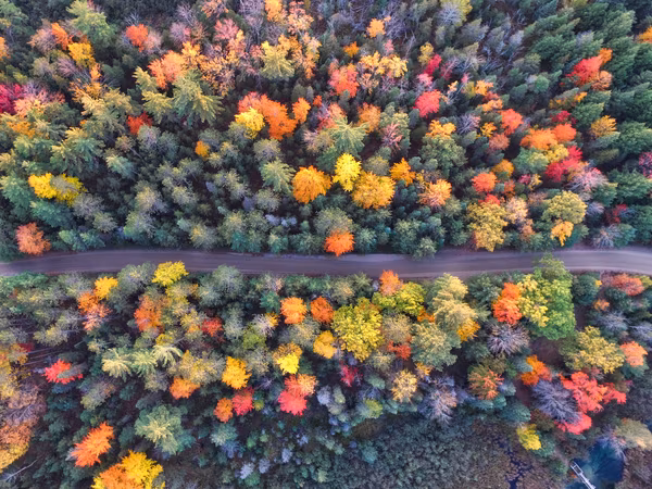 A road winding through a forest or trees with changing leaves